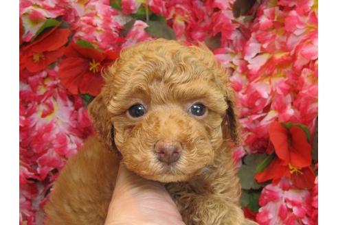 成約済の茨城県のトイプードル-5544の3枚目