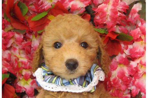 成約済の茨城県のトイプードル-5560の3枚目