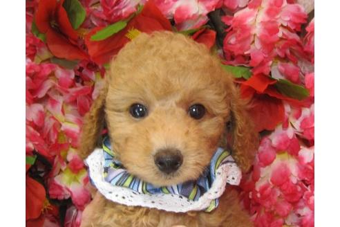 成約済の茨城県のトイプードル-5560の1枚目