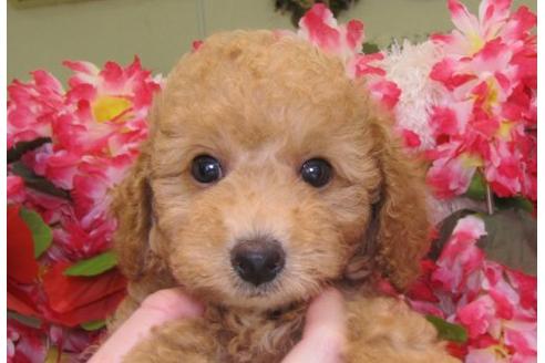 成約済の茨城県のトイプードル-5560の2枚目