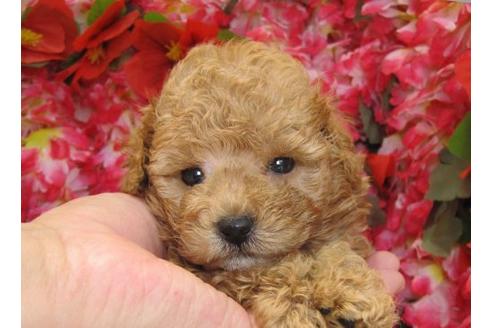 成約済の茨城県のトイプードル-5561の1枚目