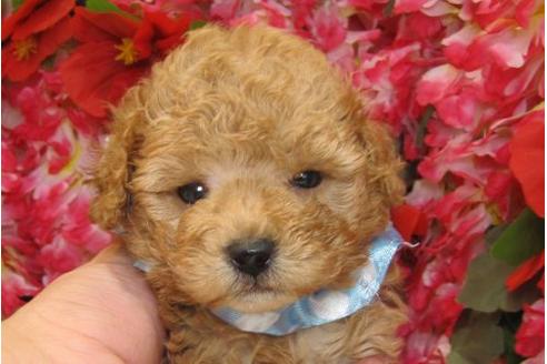 成約済の茨城県のトイプードル-5561の2枚目