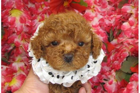 成約済の茨城県のトイプードル-5562の3枚目