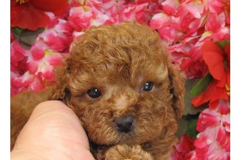 成約済の茨城県のトイプードル-5562の1枚目