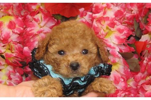 成約済の茨城県のトイプードル-5563の1枚目