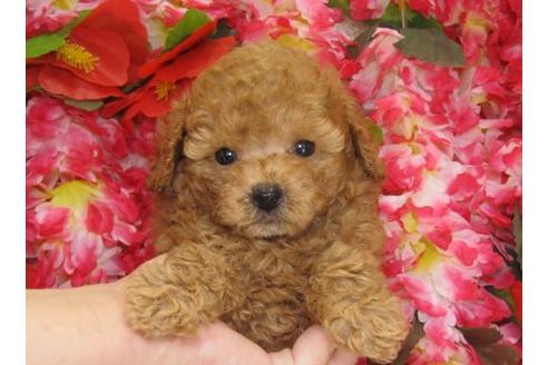 成約済の茨城県のトイプードル-5563の2枚目
