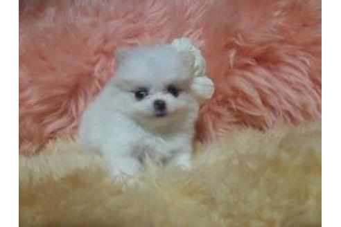 成約済の愛知県のミックス犬-5569の3枚目