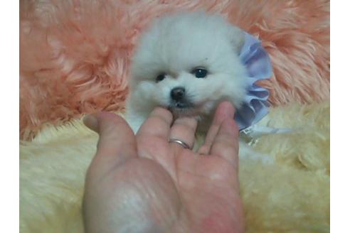 成約済の愛知県のミックス犬-5571の2枚目