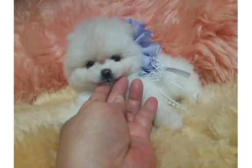 成約済の愛知県のミックス犬-5571の3枚目