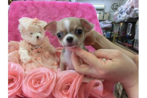 成約済の京都府のチワワ-5678の2枚目