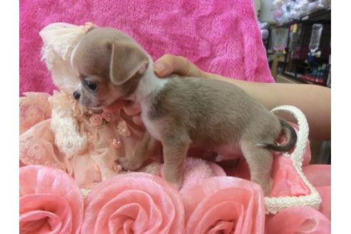 成約済の京都府のチワワ-5678の3枚目