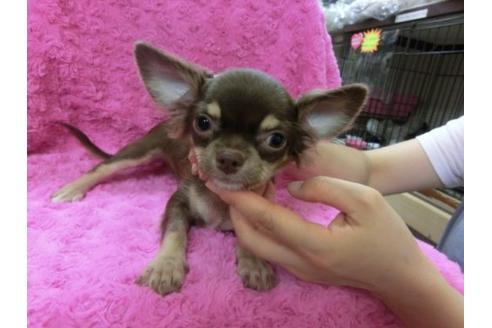 成約済の京都府のチワワ-5679の2枚目