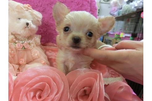 成約済の京都府のチワワ-5680の3枚目