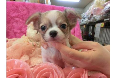 成約済の京都府のチワワ-5681の1枚目