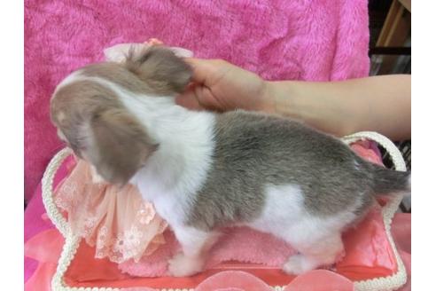 成約済の京都府のチワワ-5681の2枚目