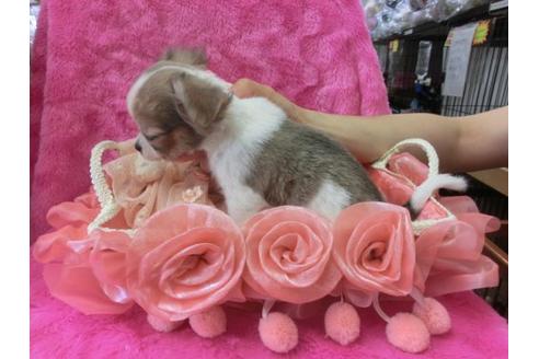 成約済の京都府のチワワ-5681の3枚目