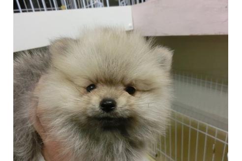 成約済の福岡県のポメラニアン-5731の1枚目