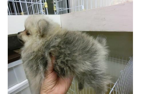 成約済の福岡県のポメラニアン-5731の2枚目