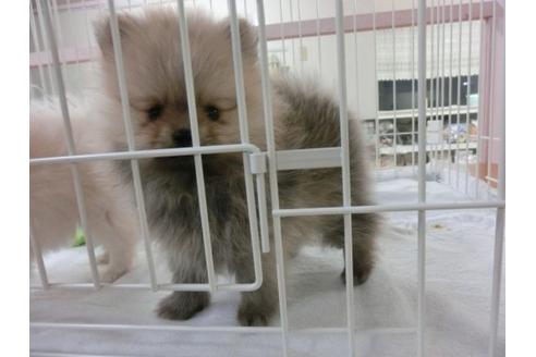 成約済の福岡県のポメラニアン-5731の3枚目