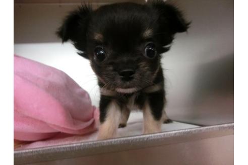 成約済の福岡県のチワワ-5732の1枚目