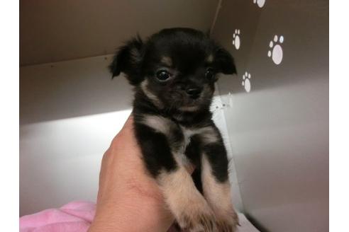 成約済の福岡県のチワワ-5732の2枚目