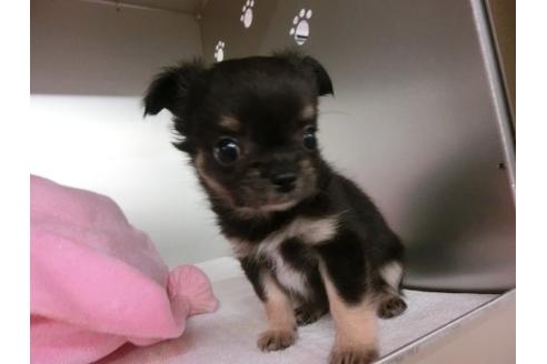 成約済の福岡県のチワワ-5732の3枚目