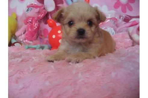 成約済の静岡県のミックス犬-5733の2枚目