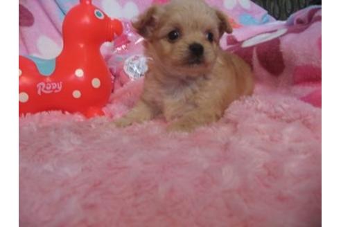 成約済の静岡県のミックス犬-5733の1枚目