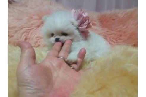 成約済の愛知県のポメラニアン-5734の1枚目