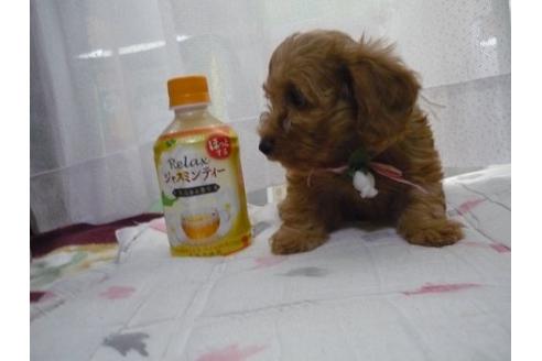 成約済の京都府のミックス犬-5793の3枚目