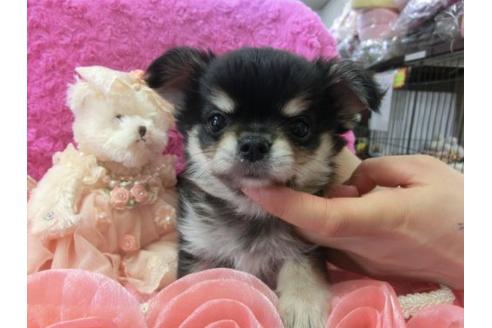 成約済の京都府のチワワ-5811の1枚目