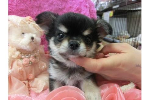 成約済の京都府のチワワ-5811の2枚目