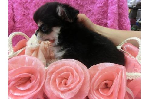 成約済の京都府のチワワ-5811の3枚目