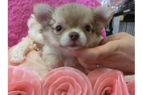 成約済の京都府のチワワ-5812の1枚目