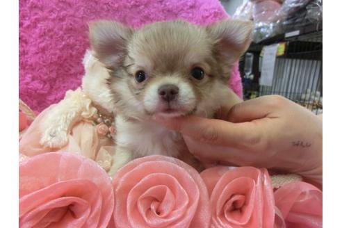 成約済の京都府のチワワ-5812の2枚目