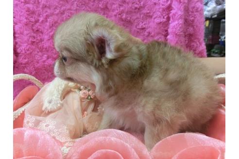 成約済の京都府のチワワ-5812の3枚目