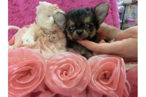 成約済の京都府のチワワ-5813の1枚目