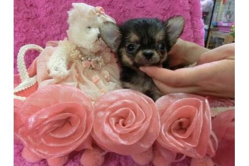 成約済の京都府のチワワ-5813の2枚目