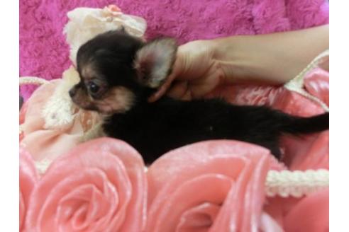 成約済の京都府のチワワ-5813の3枚目