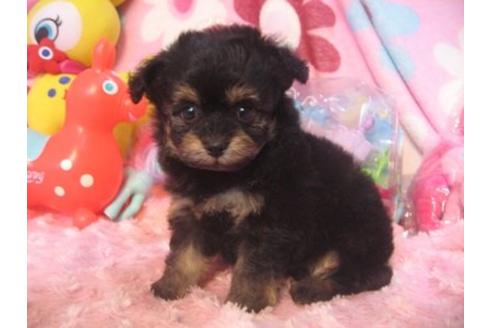 成約済の静岡県のミックス犬-5817の1枚目