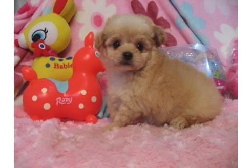 成約済の静岡県のミックス犬-5818の1枚目