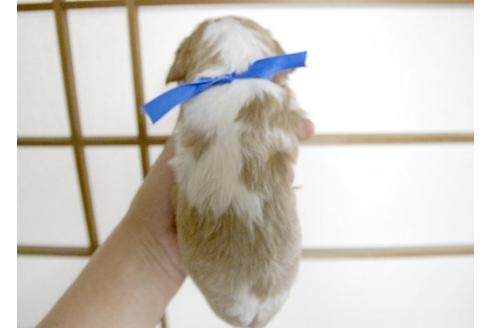 成約済の埼玉県のキャバリアキングチャールズスパニエル-5525の5枚目