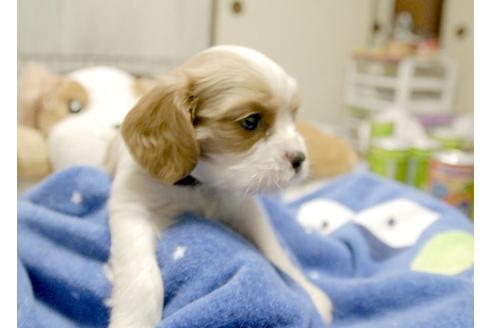 成約済の埼玉県のキャバリアキングチャールズスパニエル-5524の5枚目