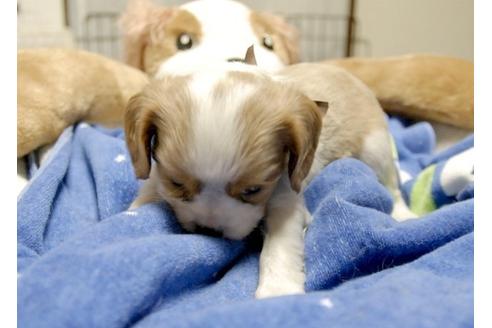 成約済の埼玉県のキャバリアキングチャールズスパニエル-5524の2枚目