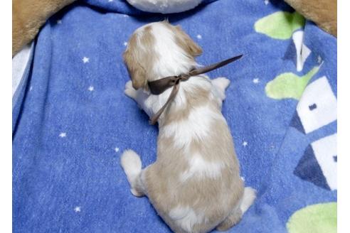 成約済の埼玉県のキャバリアキングチャールズスパニエル-5524の3枚目