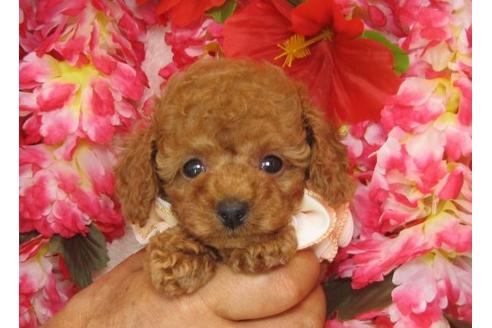 成約済の茨城県のトイプードル-5865の1枚目