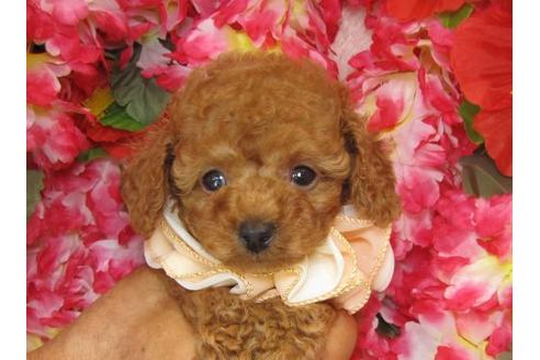 成約済の茨城県のトイプードル-5865の2枚目