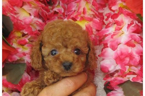 成約済の茨城県のトイプードル-5865の3枚目