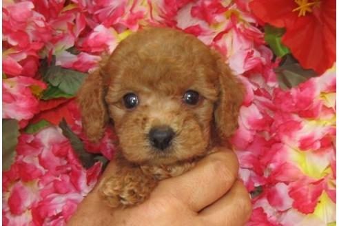 成約済の茨城県のトイプードル-5866の3枚目