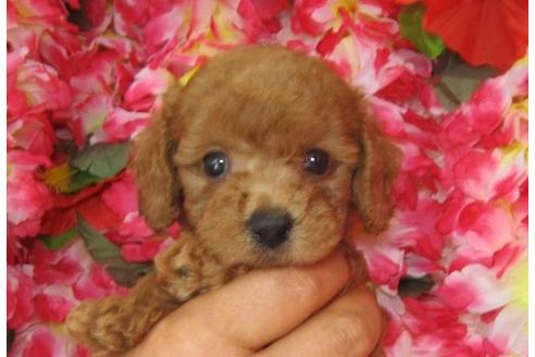 成約済の茨城県のトイプードル-5866の1枚目